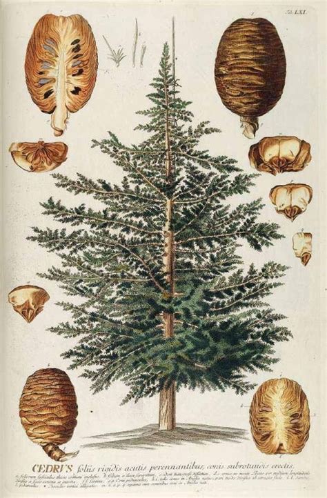 Illustration botanique ancienne du Cedrus, avec détails des cônes et de la silhouette de l'arbre