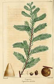 Illustration botanique du cyprès chauve (Taxodium distichum)