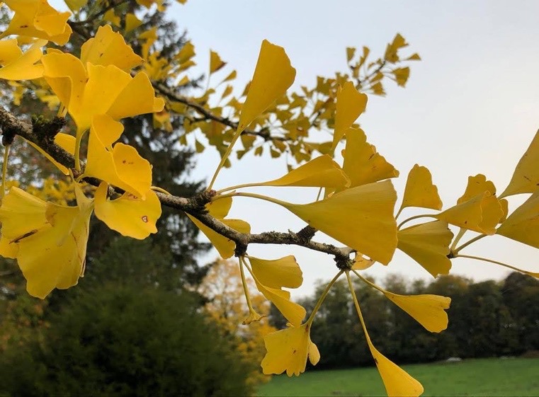Feuilles de ginkgo dorées en automne au Domaine de La Garde
