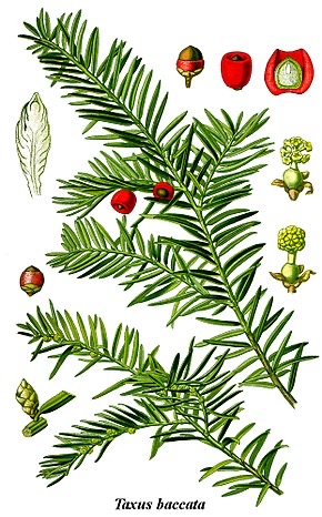 Illustration botanique de l'if commun (Taxus baccata), rameaux et baies rouges