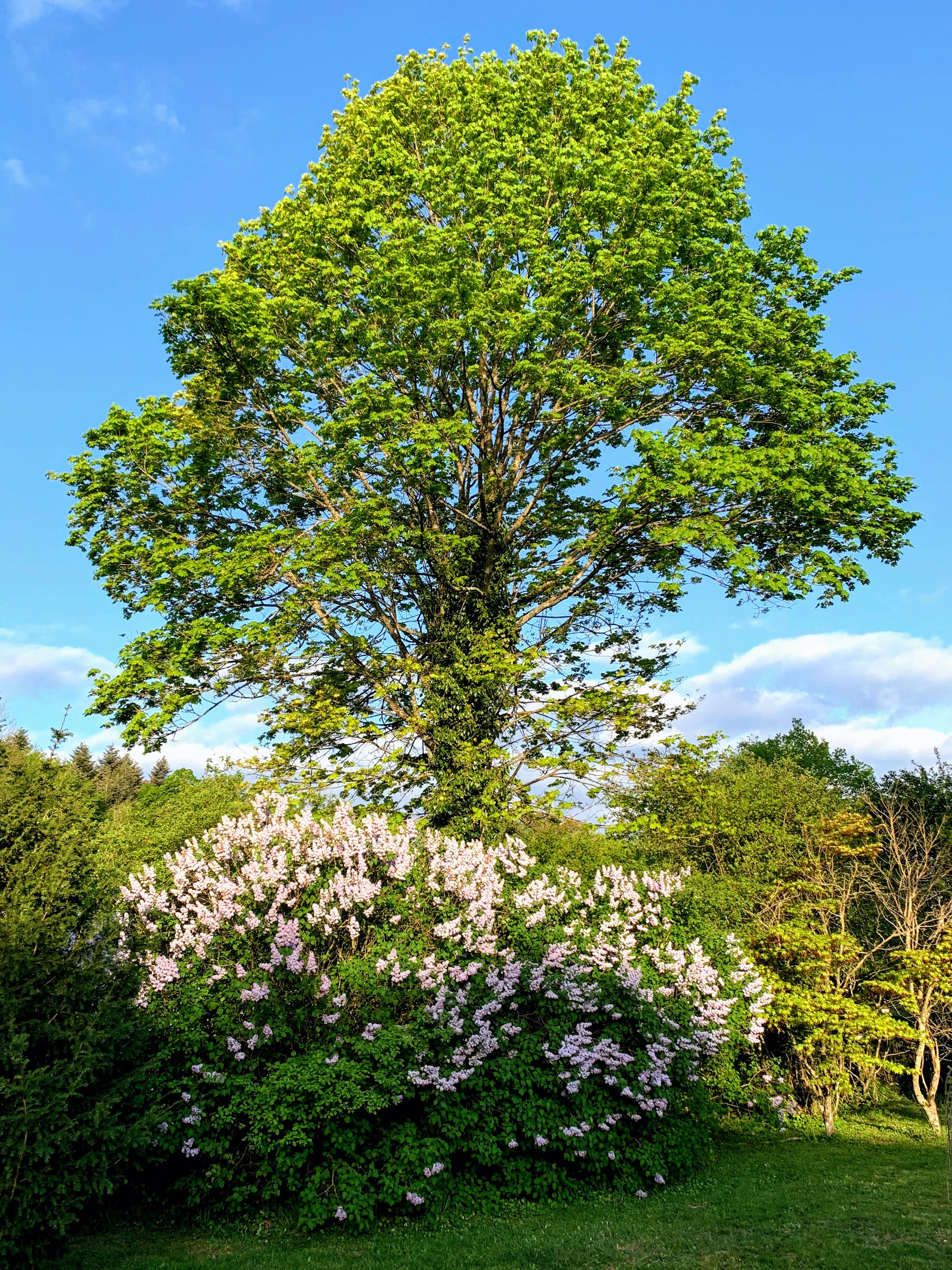 Lilas au Domaine de La Garde