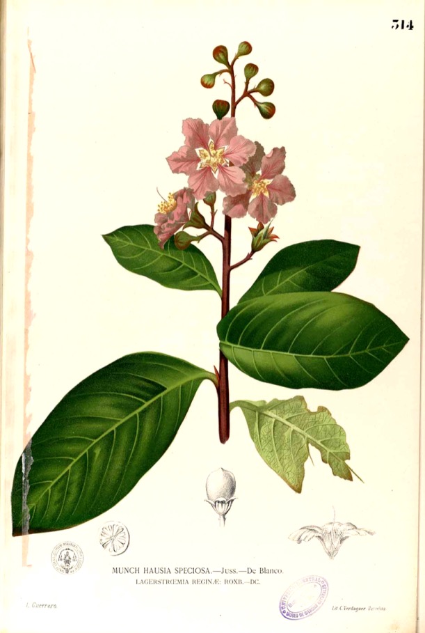 Lilas des Indes en fleurs au Domaine de La Garde