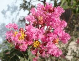 Fleurs du lilas des Indes (Lagerstroemia indica)