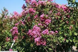 Lilas des Indes en fleurs