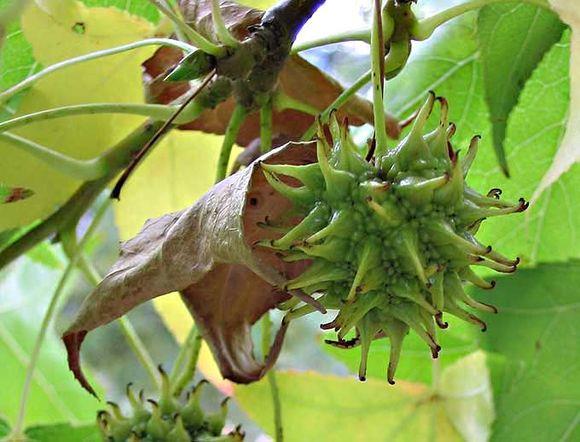 Fruits épineux du liquidambar