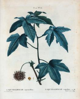 Illustration botanique du liquidambar (Liquidambar styraciflua), feuilles et fruit