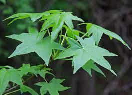 Feuilles palmées du liquidambar