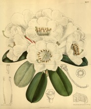 Illustration botanique du rhododendron