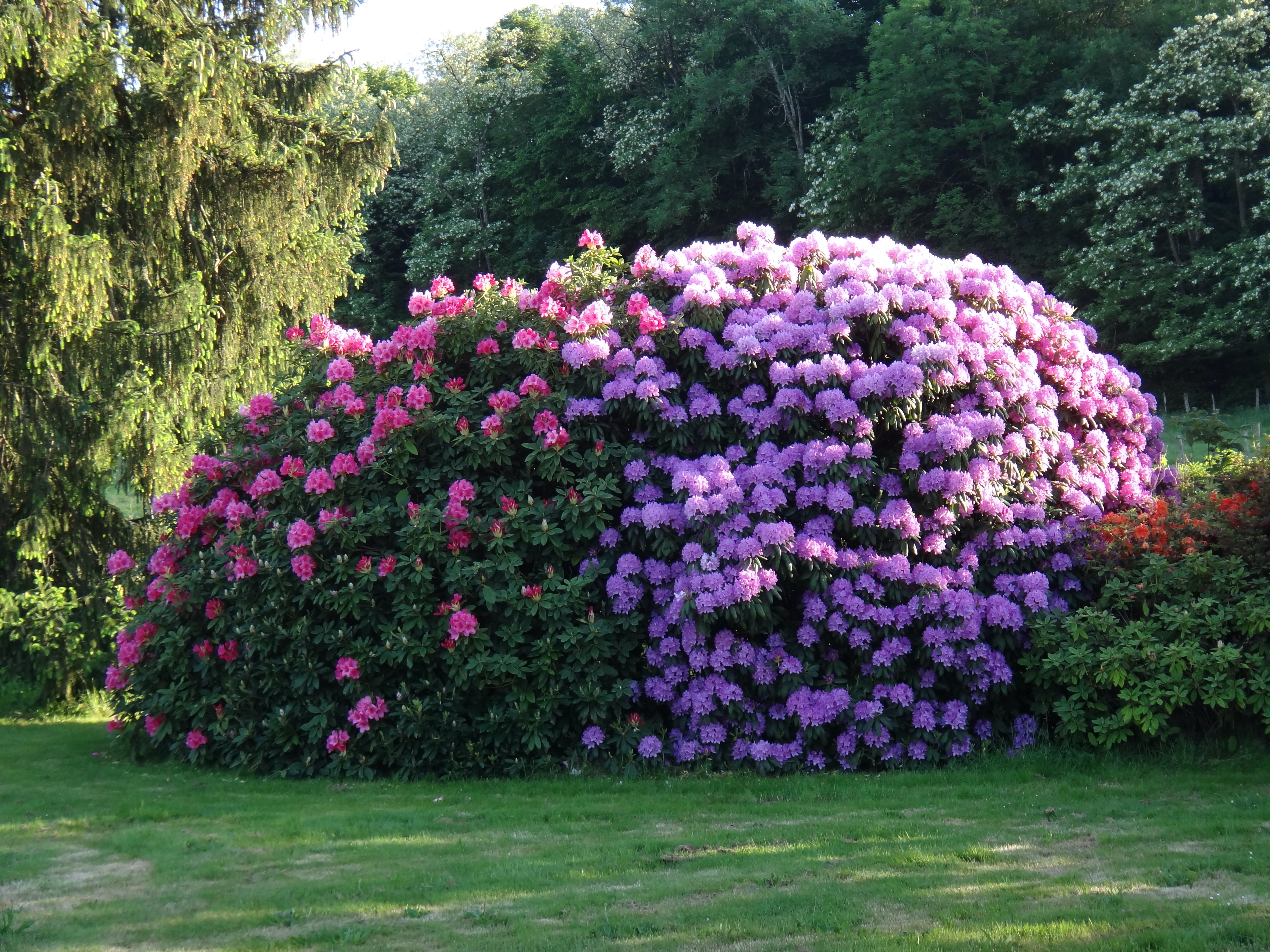 Rhododendrons en fleurs au Domaine de La Garde