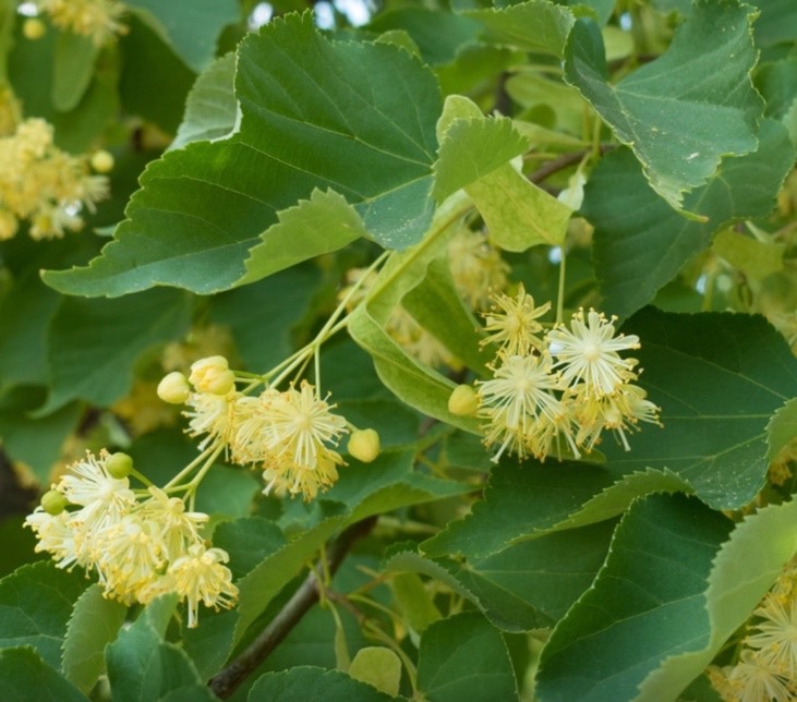Fleurs de tilleul à grandes feuilles (Tilia platyphyllos)