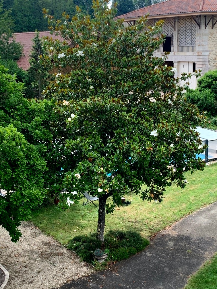 Magnolia à grandes fleurs au Domaine de La Garde