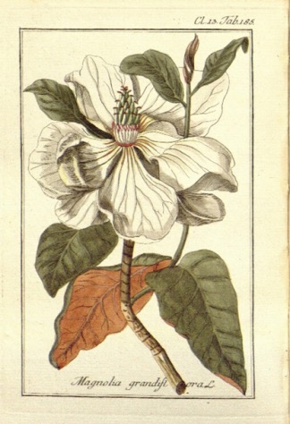 Illustration botanique du Magnolia grandiflora