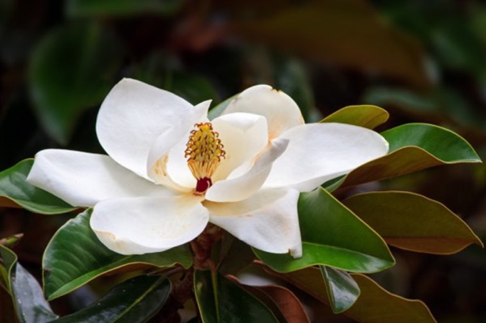 Fleur de magnolia à grandes fleurs (Magnolia grandiflora)